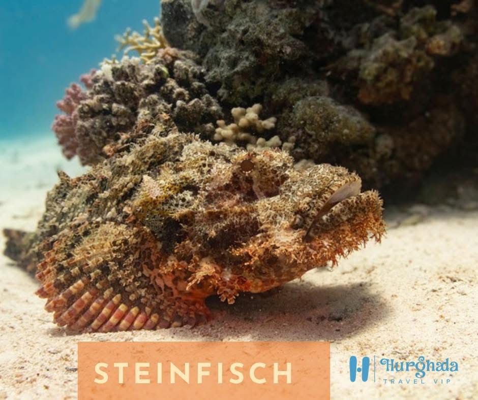 Stonefish