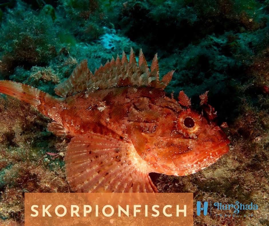 Scorpionfish