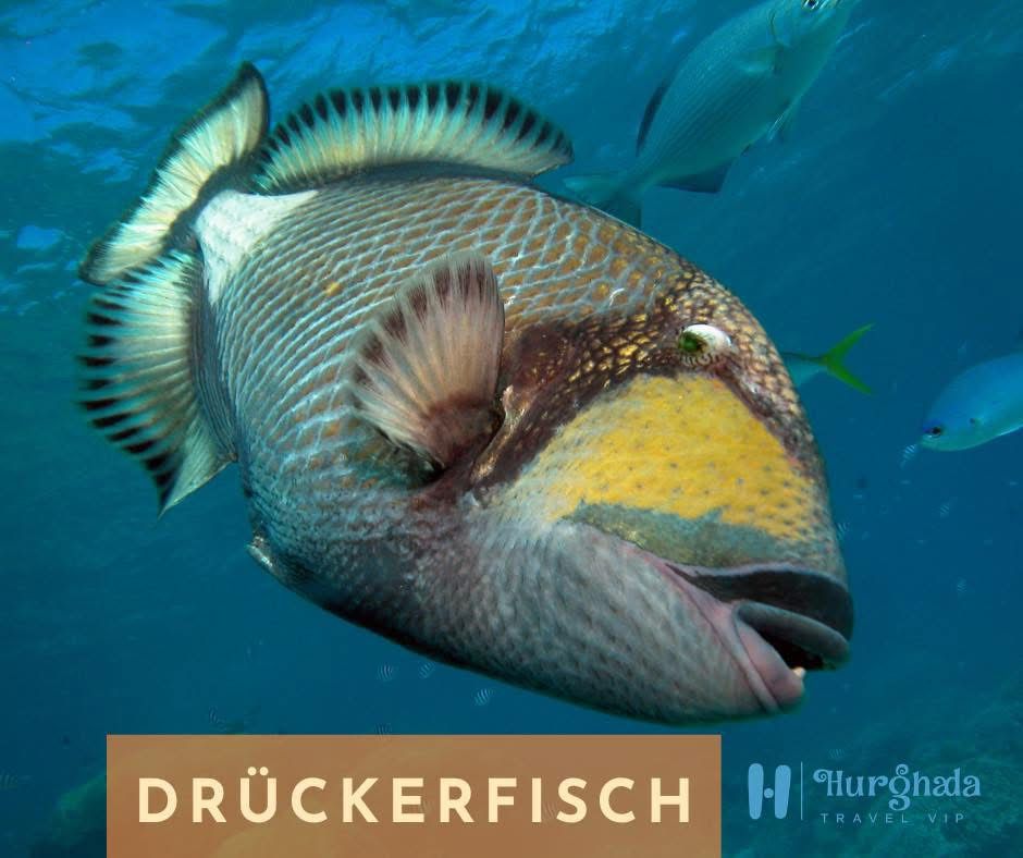 Triggerfish