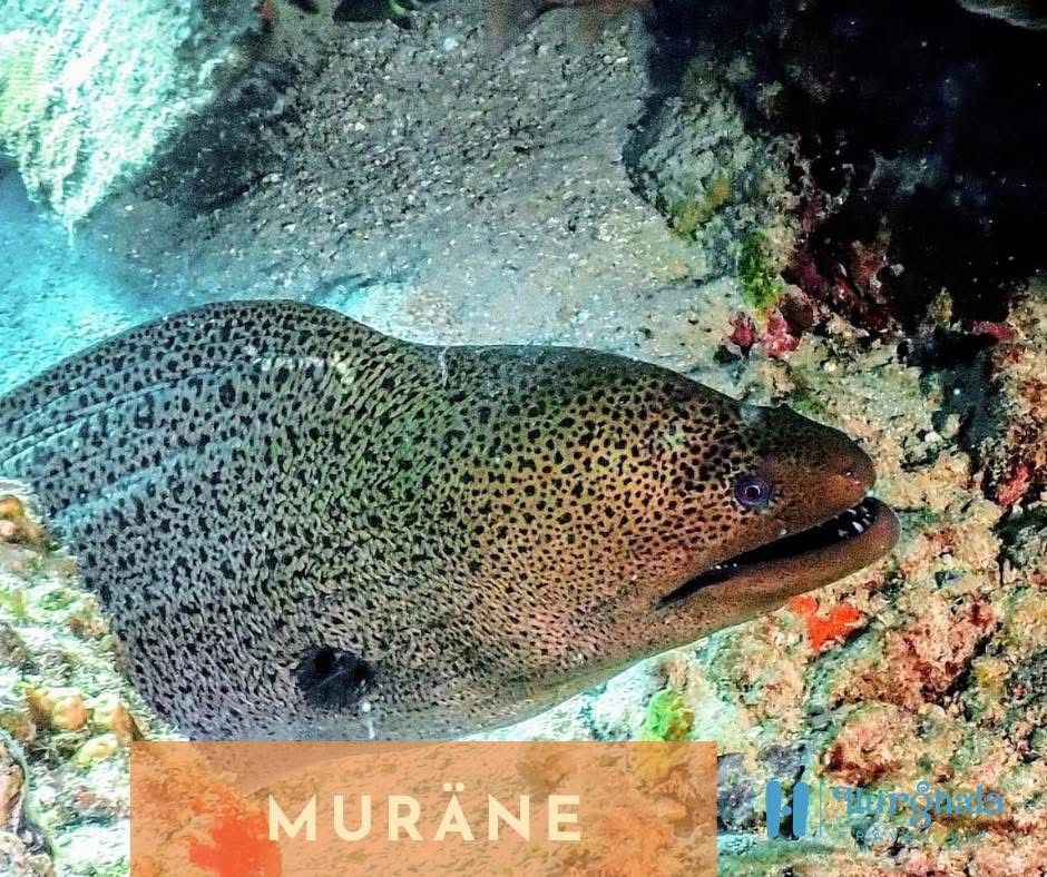Moray Eel
