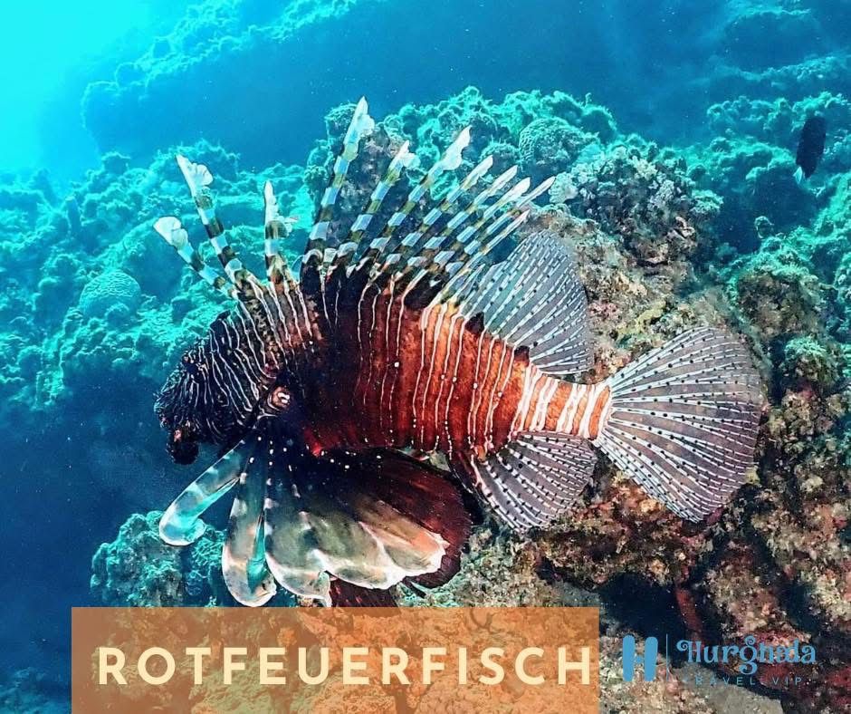 Lionfish